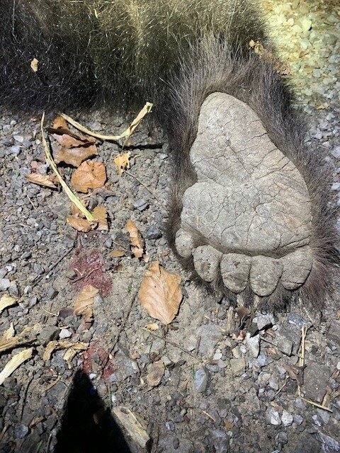 Auf starke Braunbären in den Wäldern von Kroatien - Kroatien - Bild 2