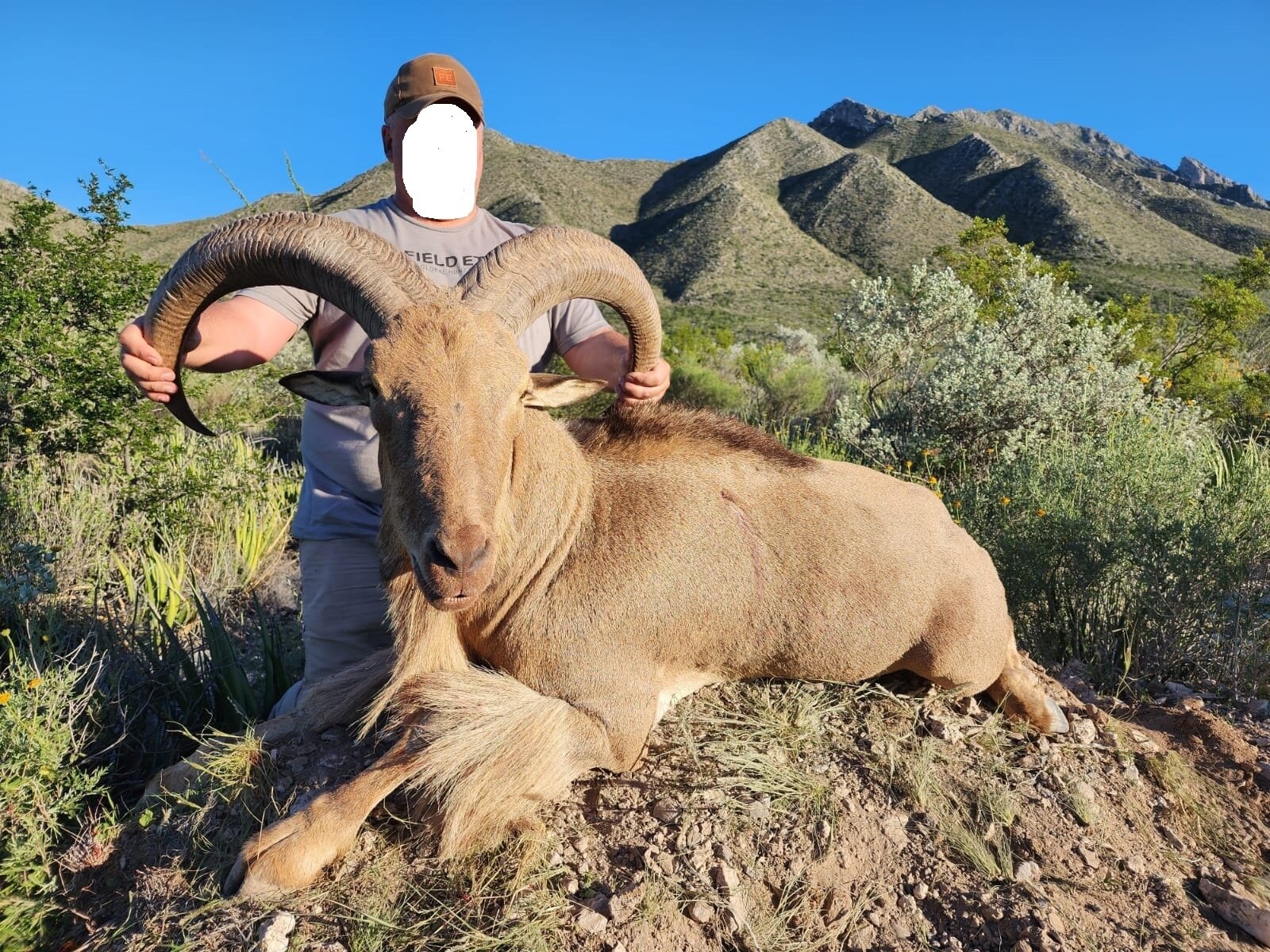 Mähnenspringer (Auodad) in Monterrey - Mexiko - Bild 1