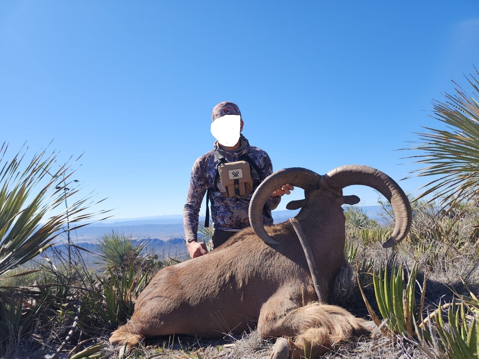 Mähnenspringer (Auodad) in Monterrey - Mexiko - Bild 2