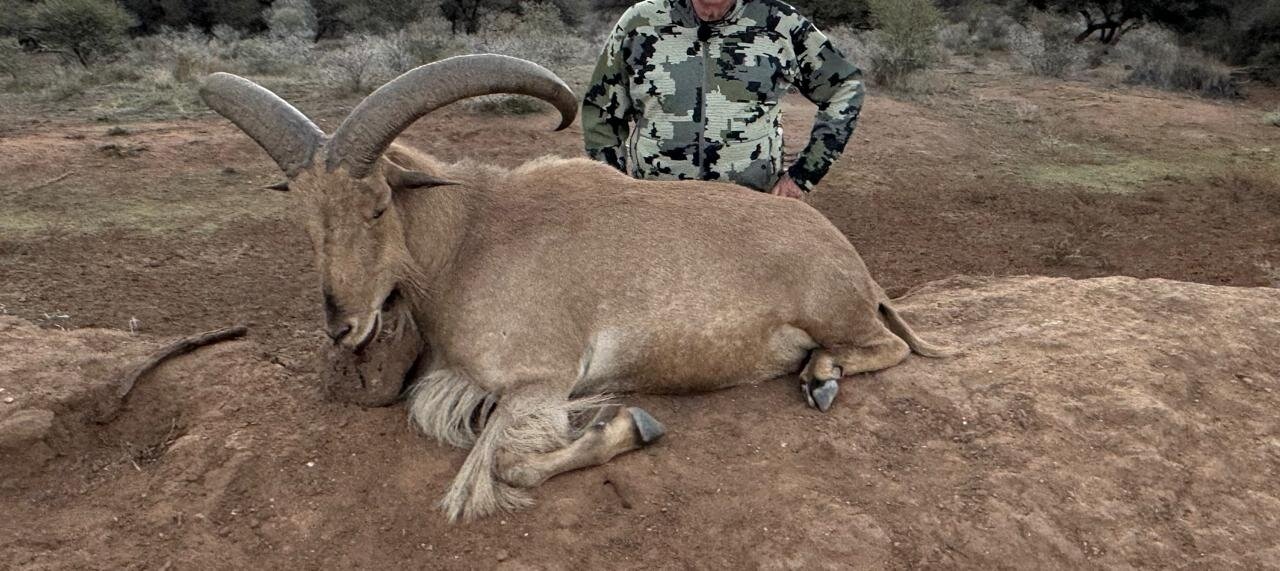 Auf starke Mähnenspringer in Südafrika! - Bild 1