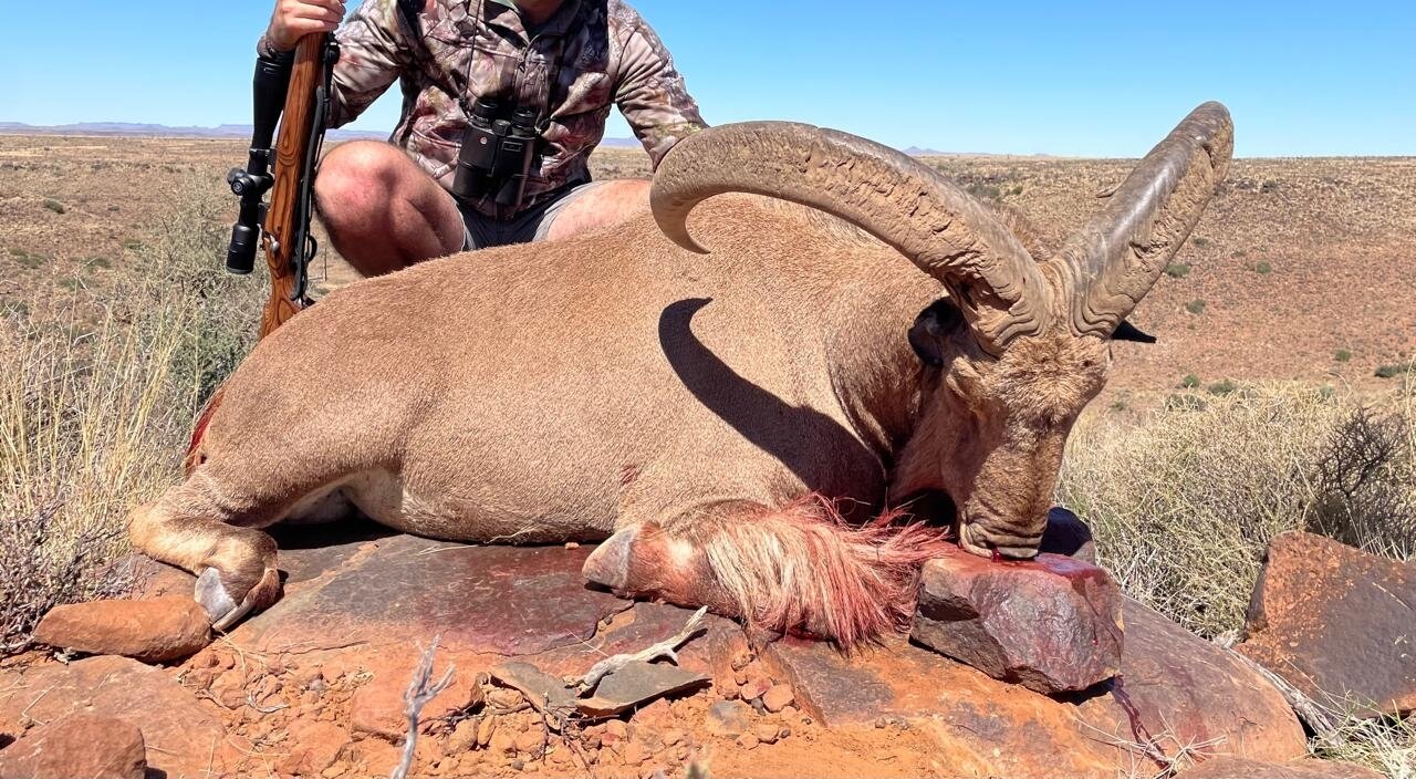 Auf starke Mähnenspringer in Südafrika! - Bild 2