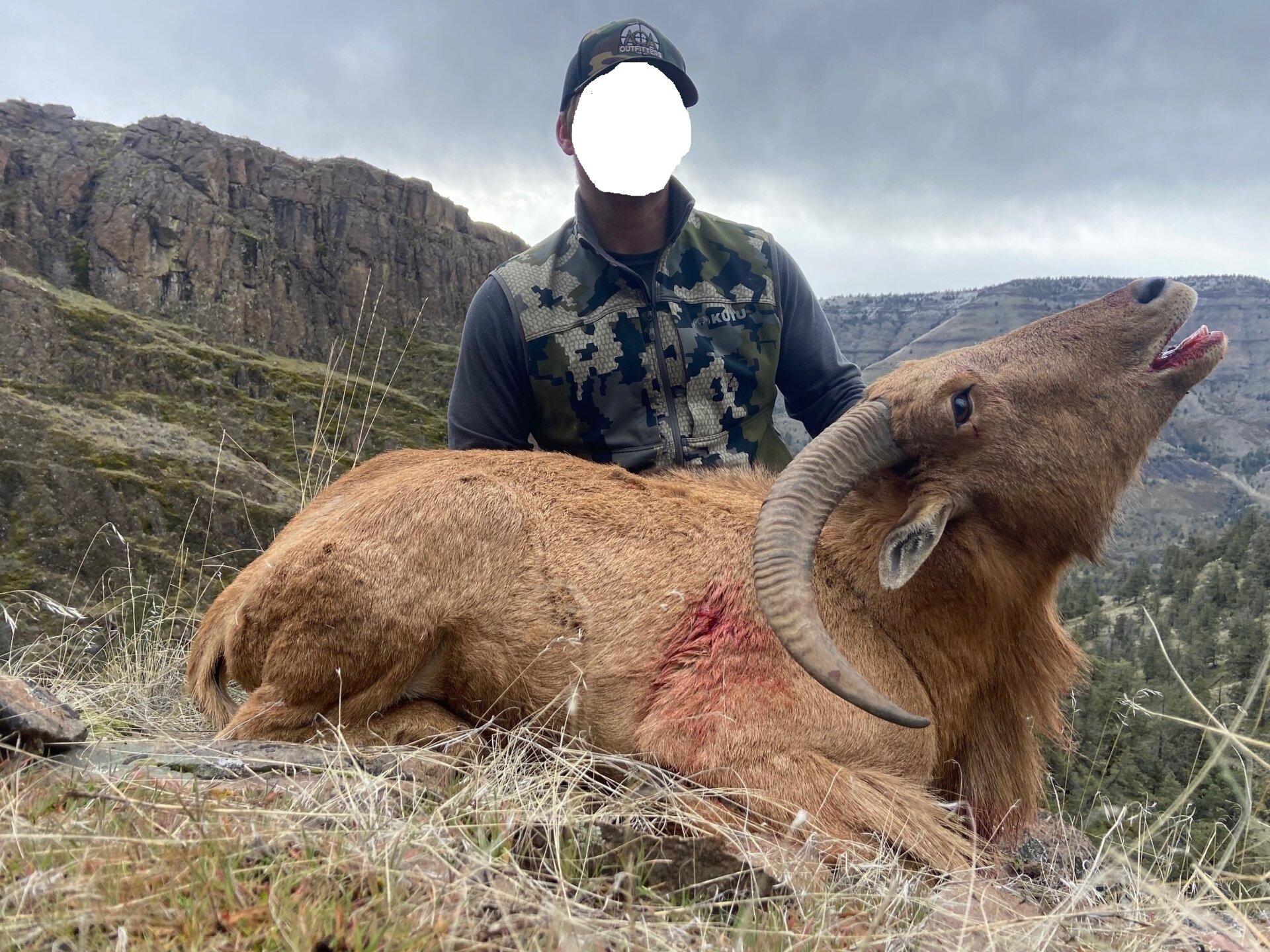 Auodad (Mähnenspringer) & Puma - Oregon - USA