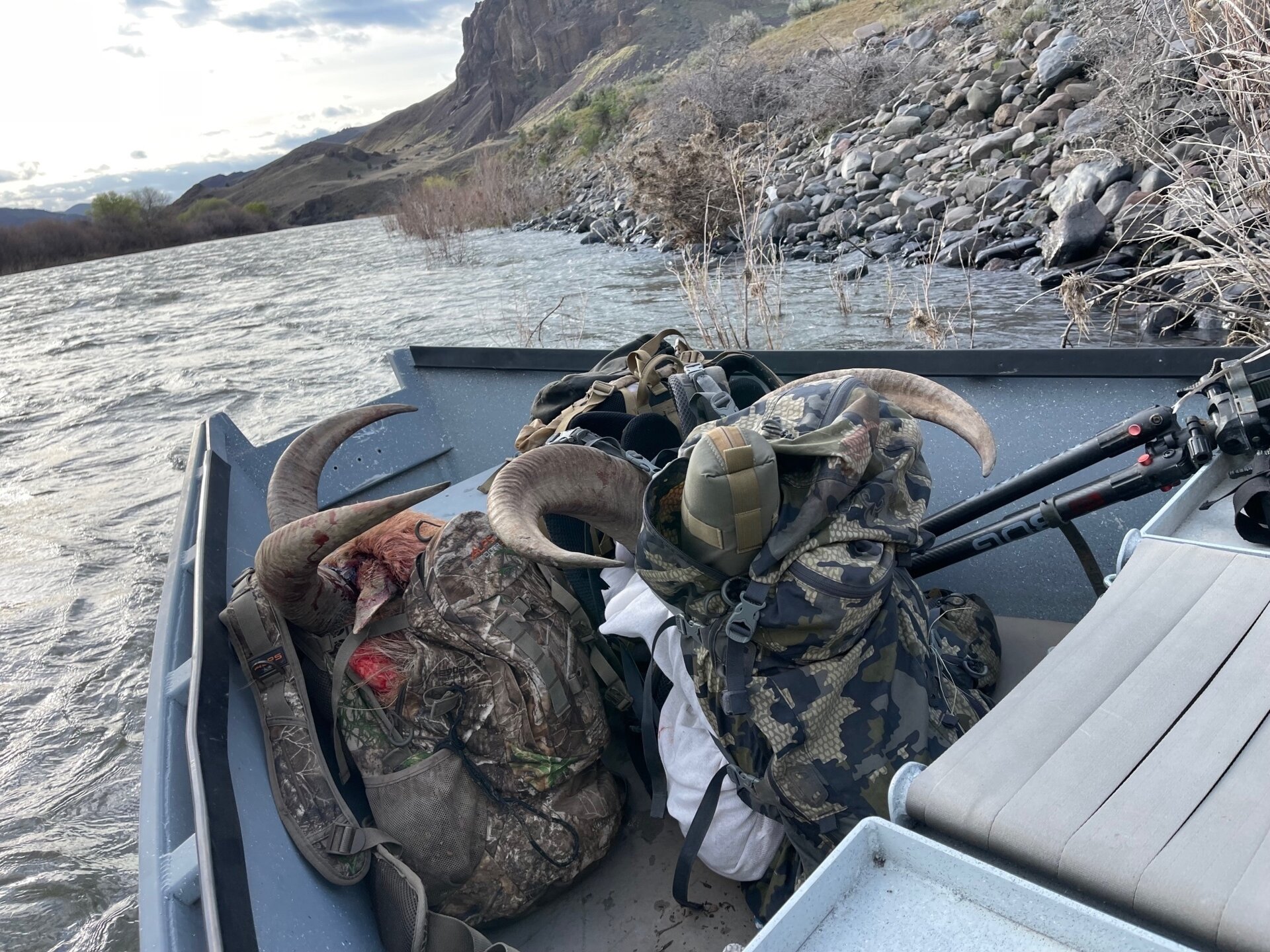 Auodad (Mähnenspringer) & Puma - Oregon - USA - Bild 2