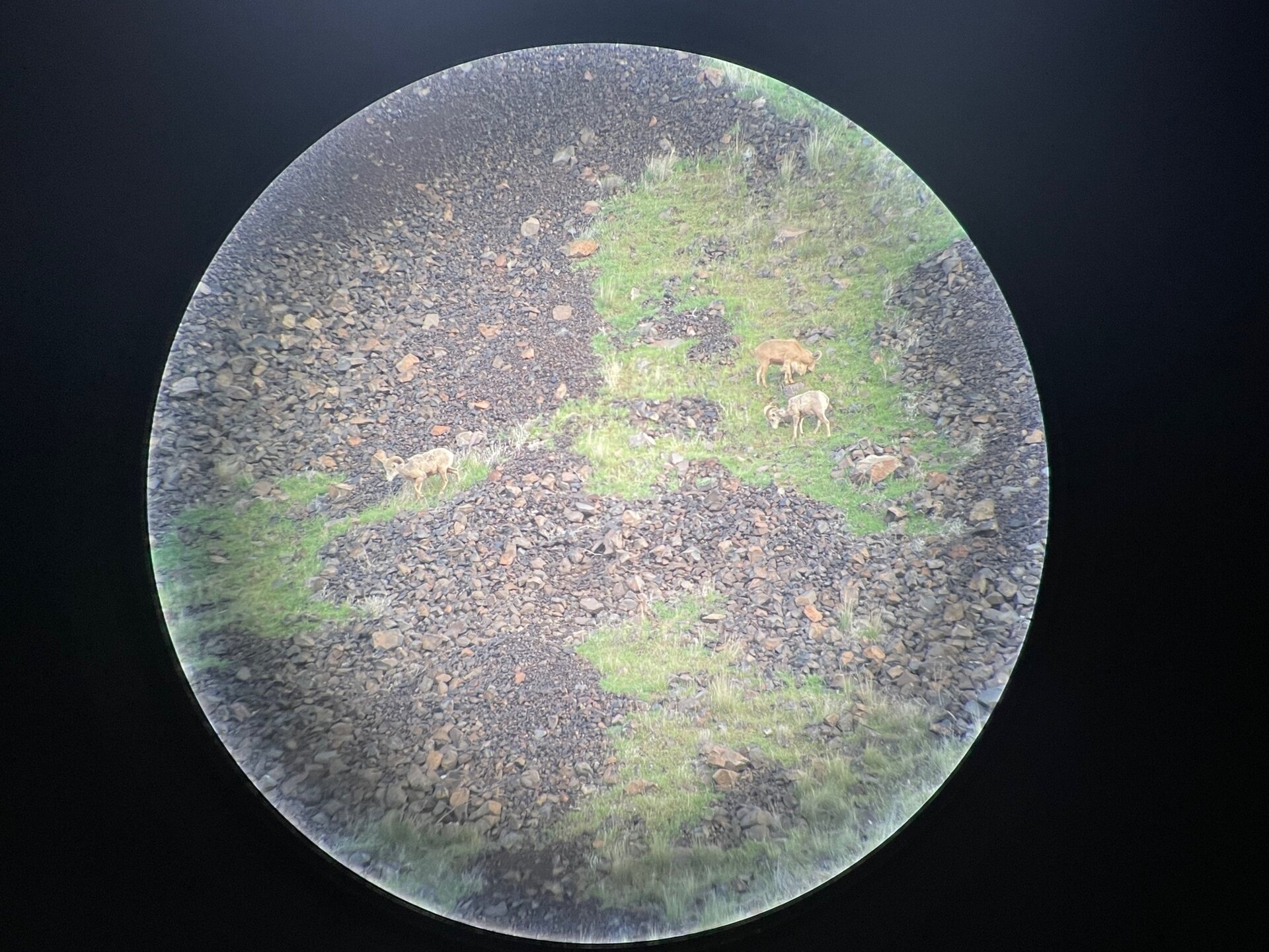 Auodad (Mähnenspringer) & Puma - Oregon - USA - Bild 3