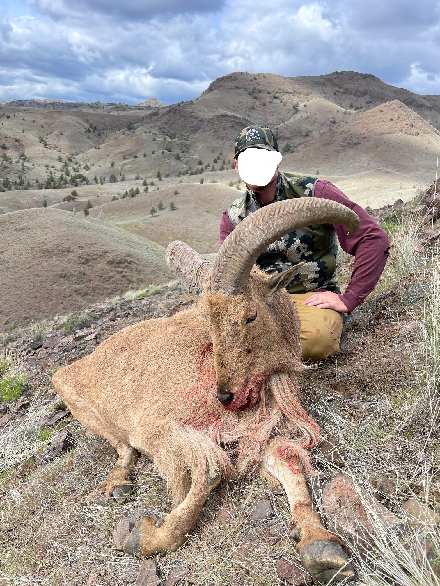 Auodad (Mähnenspringer) & Puma - Oregon - USA - Bild 4