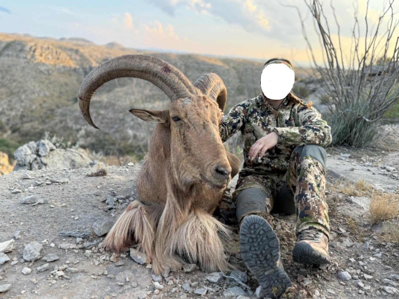 Auodad (Mähnenspringer) - Texas - USA