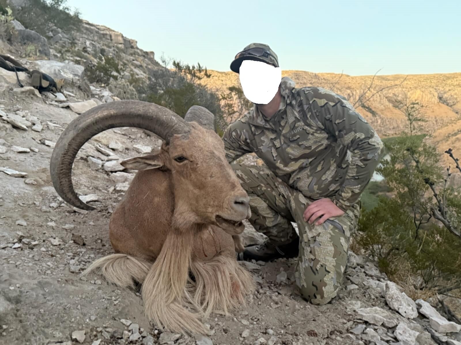 Auodad (Mähnenspringer) - Texas - USA - Bild 3