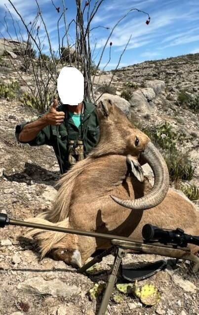 Auodad (Mähnenspringer) - Texas - USA - Bild 4