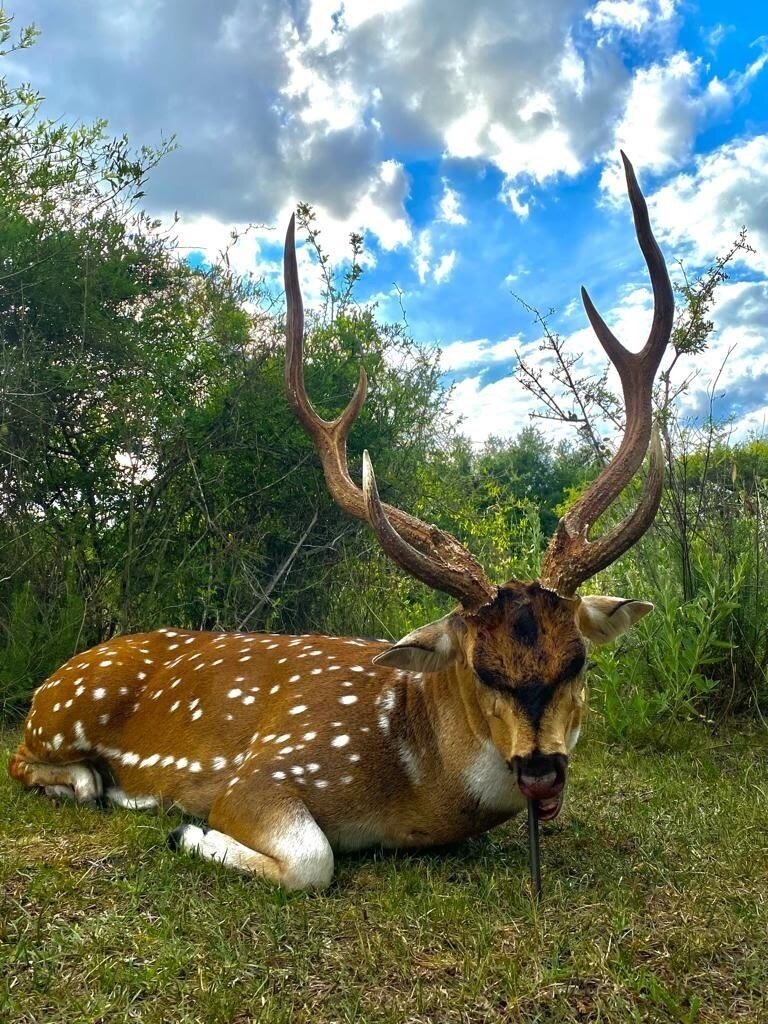 Axishirsch Argentinien