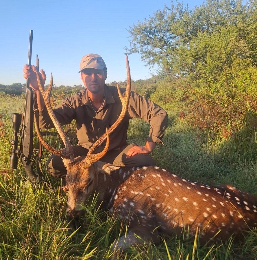 Axishirsch Argentinien