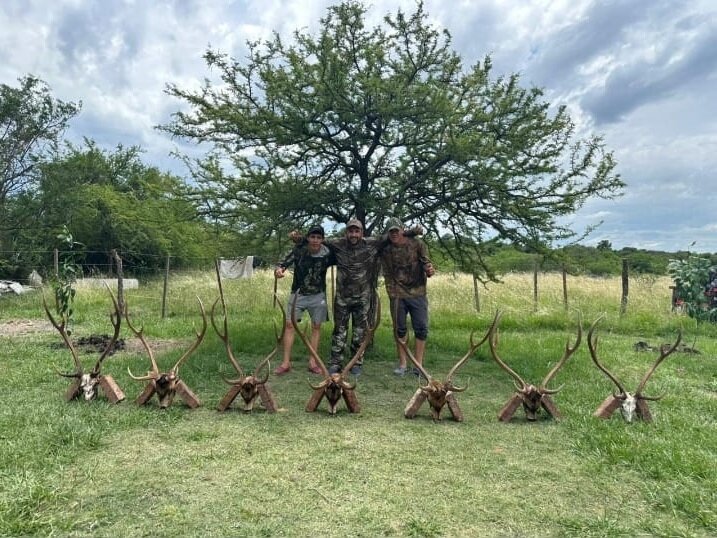 Axishirsch Argentinien