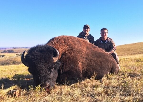 Bison (frei-ziehend) - Montana/USA