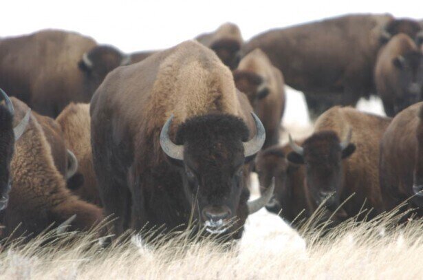Bison (frei-ziehend) - Montana/USA - Bild 2