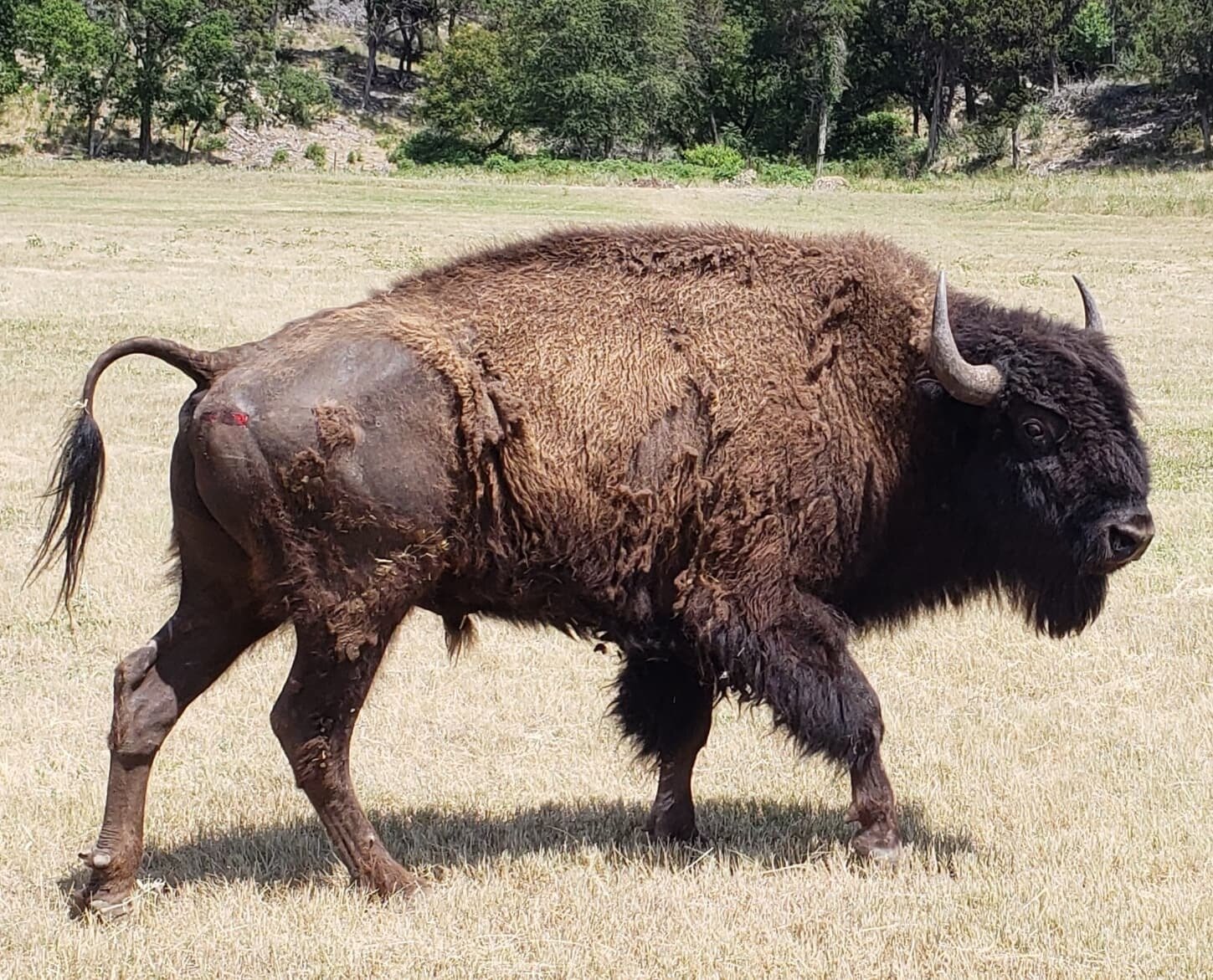Bison (frei-ziehend) - Montana/USA - Bild 3