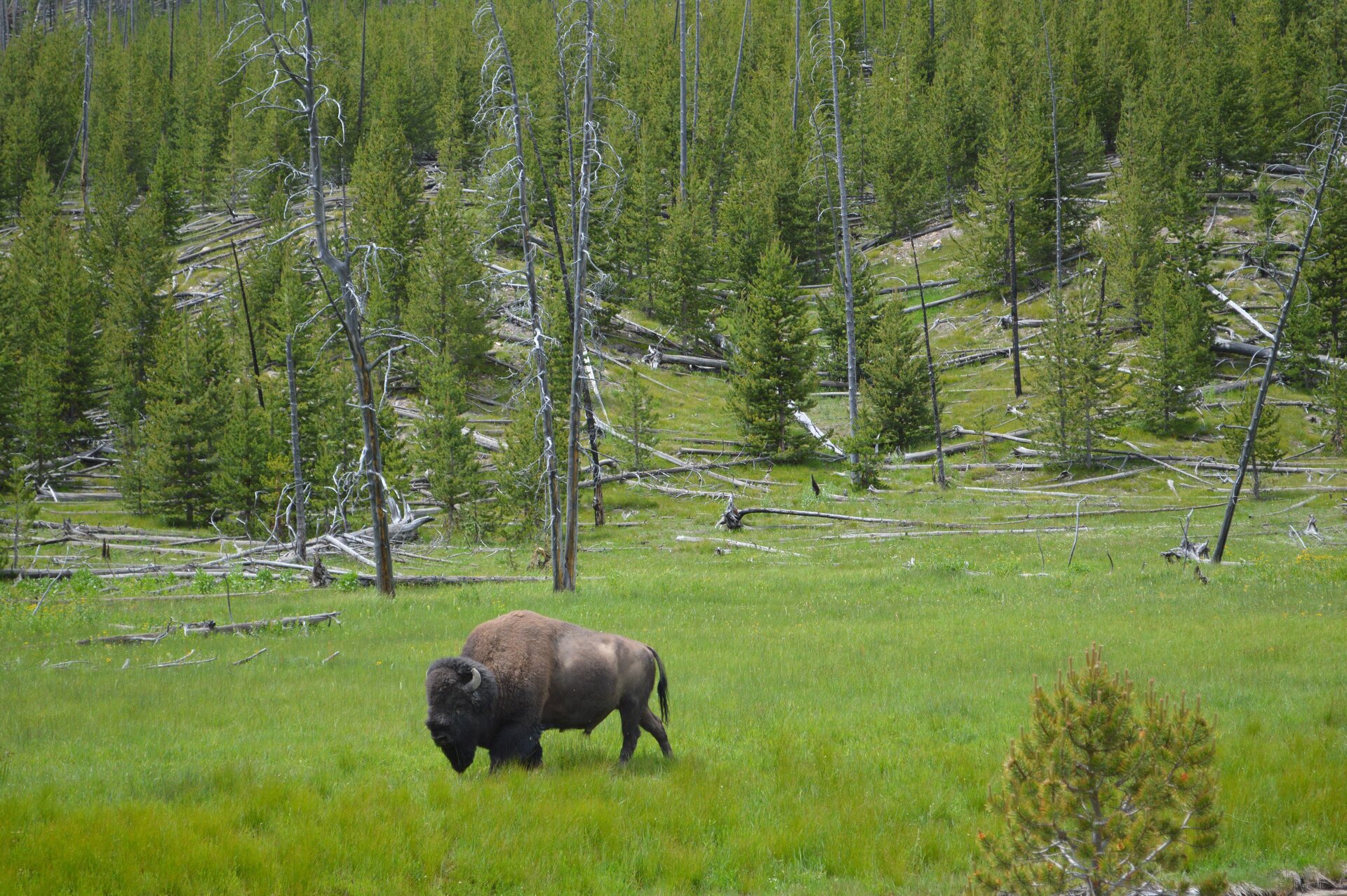 Bison in Montana