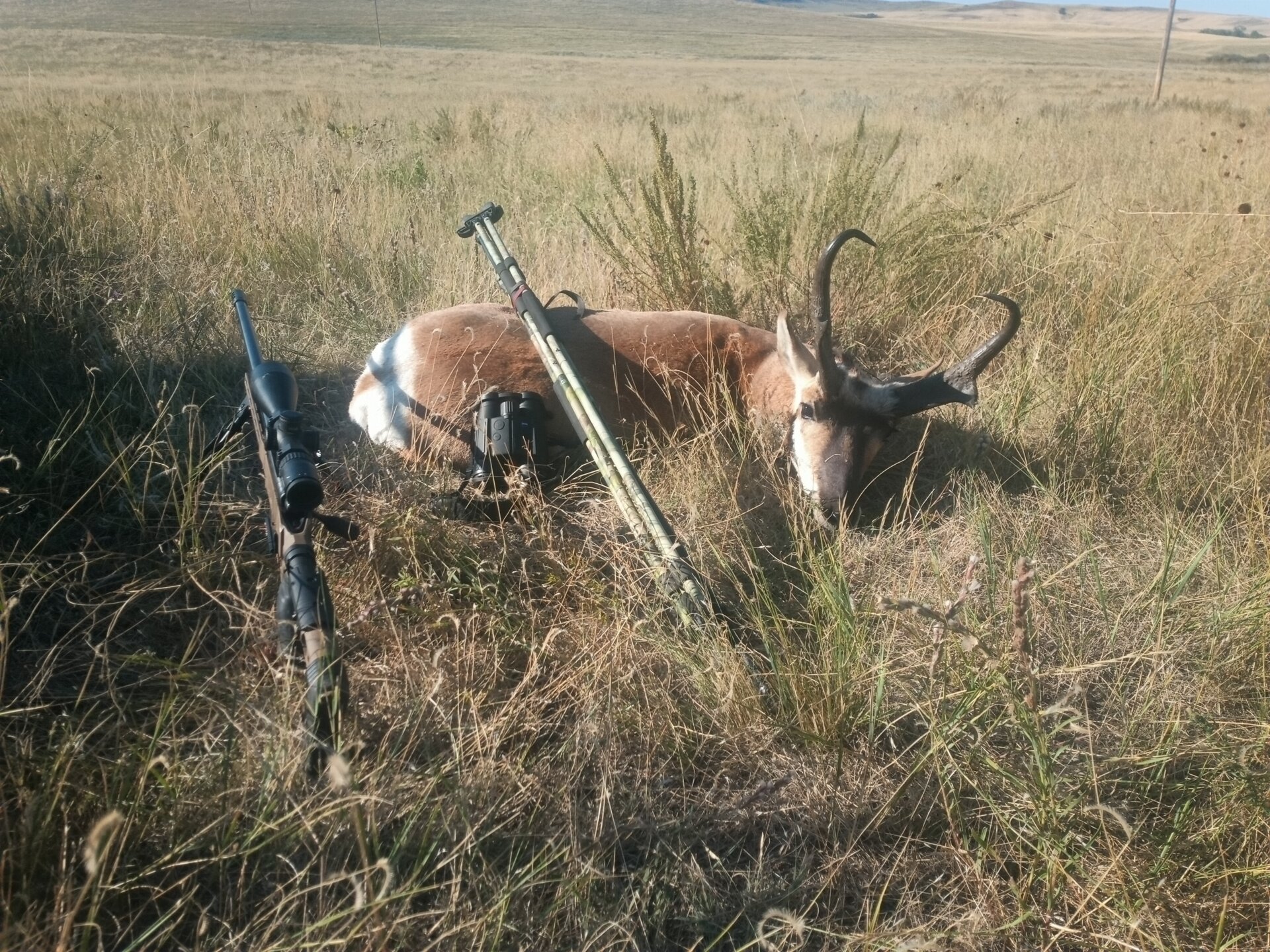 Pronghorn-Jagd
