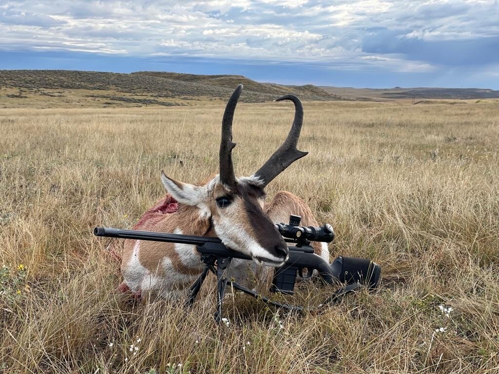 Pronghorn Montana