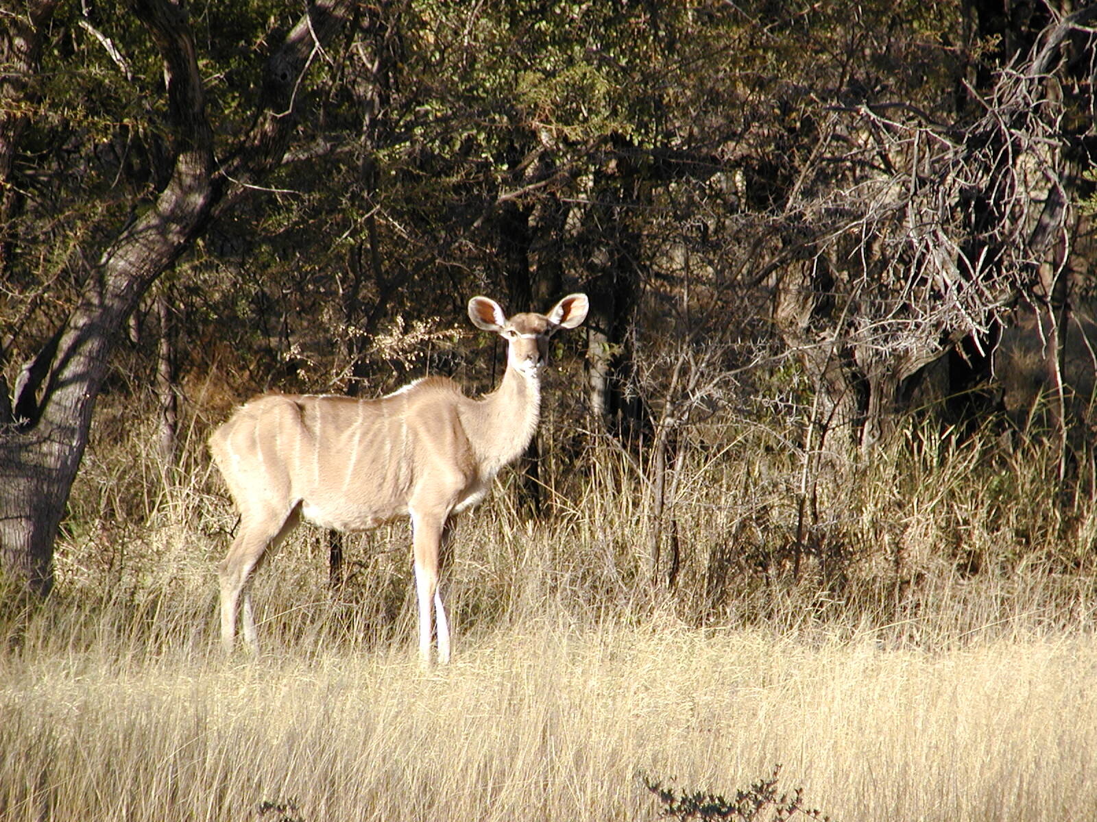 Reduktionsjagd auf Antilopen und Büffelkuh in der Eastern Cape-Region! - Bild 2