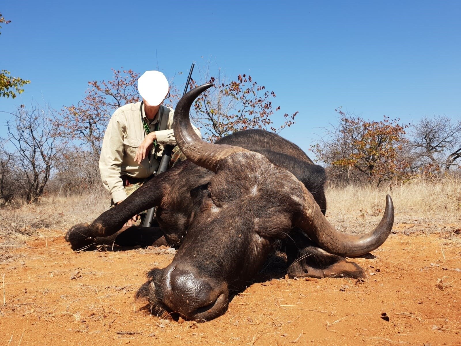 Jagd auf Büffelkuh im Limpopo Valley - Südafrika - Bild 1