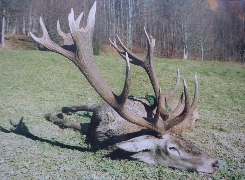 Sehr starke Rothirsch - Bulgarien - Bild 1