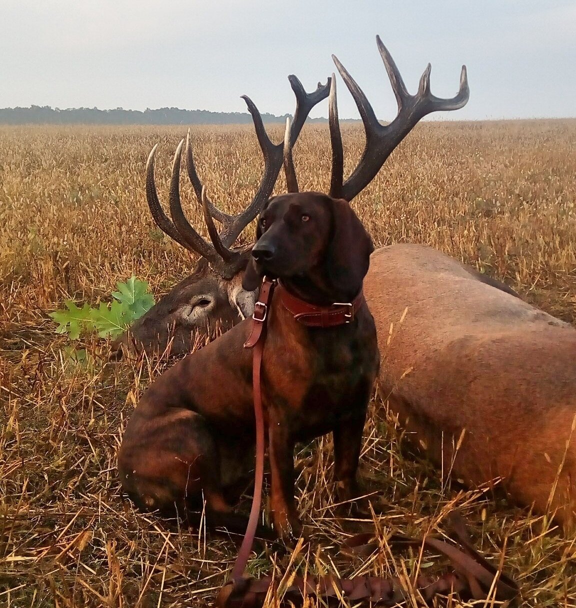 Sehr starke Rothirsch - Bulgarien - Bild 2
