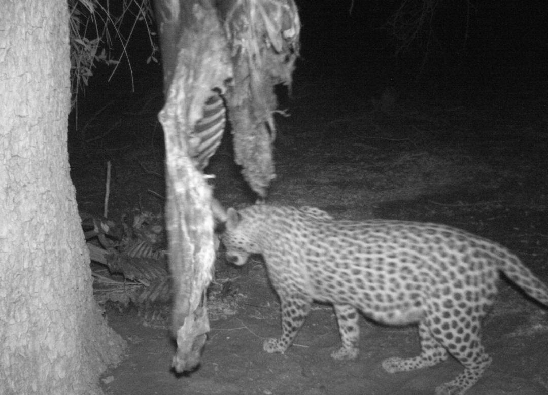 Leopard Safari Namibia