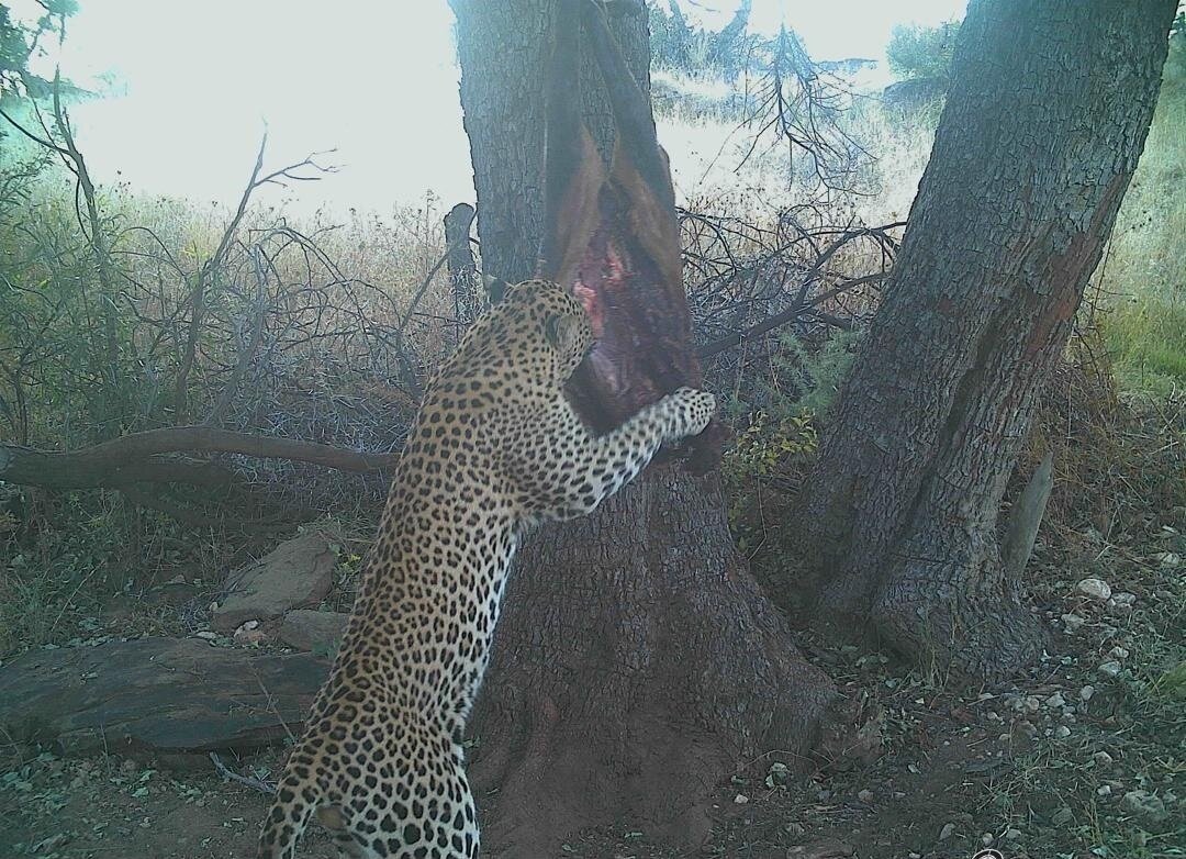 Leopard Safari Namibia