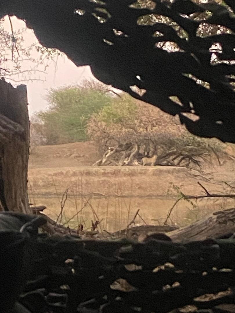 Leopard Safari Namibia