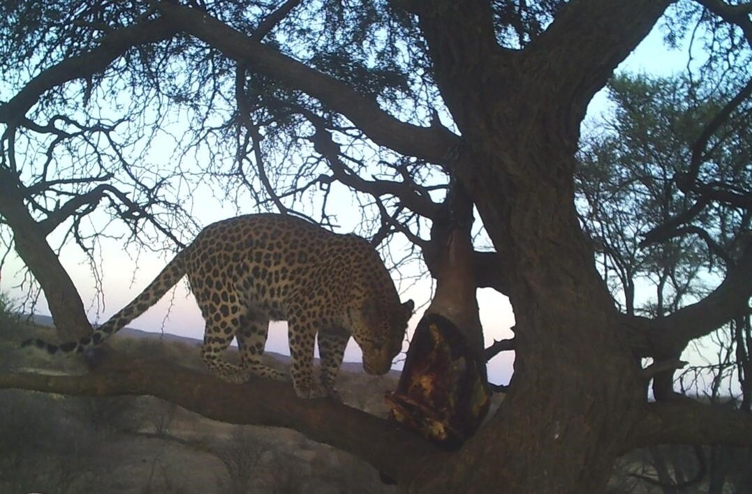 Leopard Safari Namibia