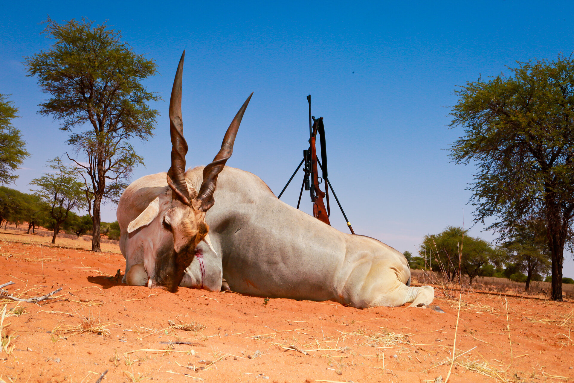 Caracal Safari Namibia