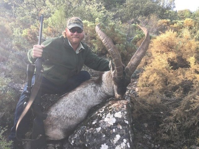 Starke Steinböcke - Spanien - Bild 3