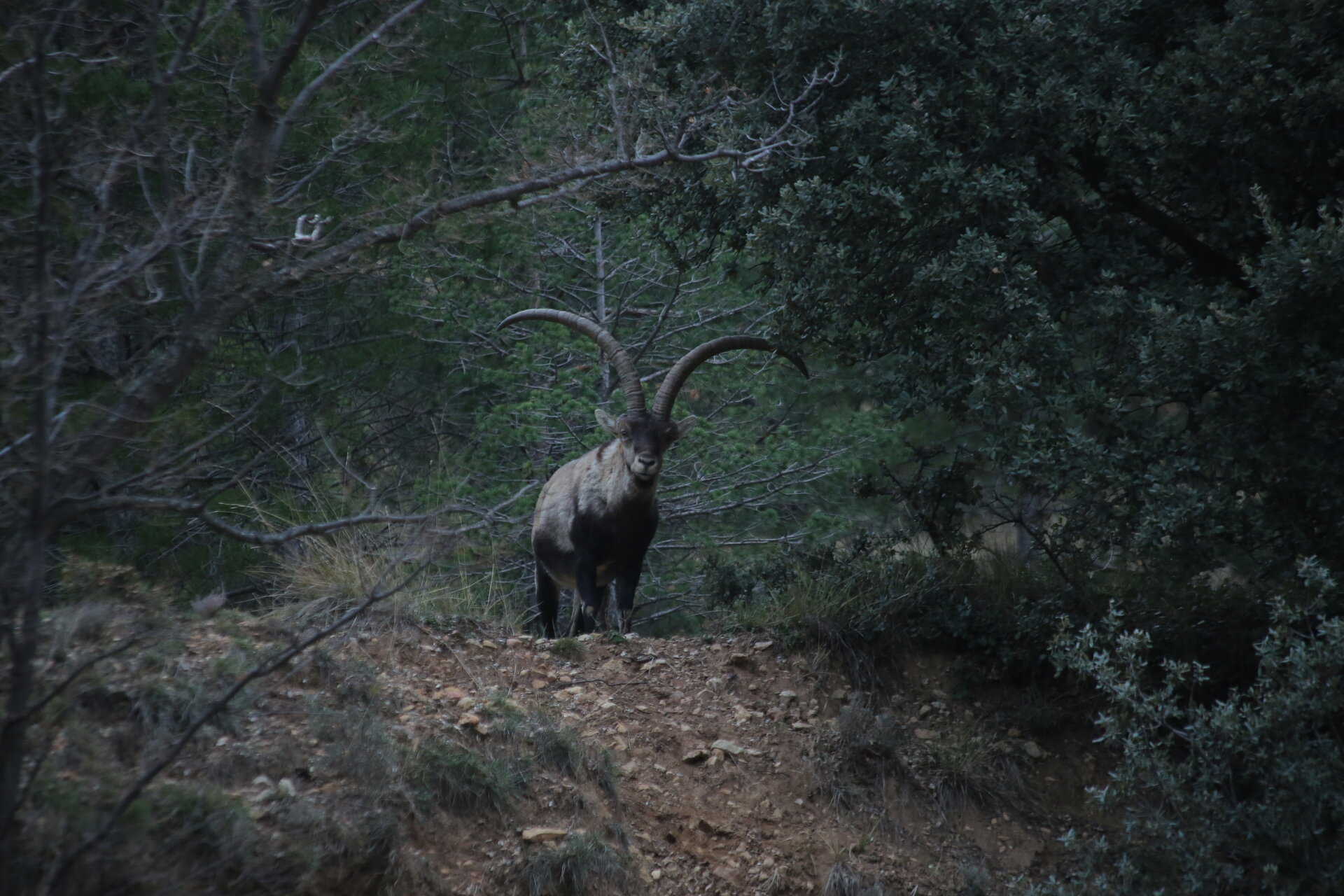 Starke Steinböcke - Spanien - Bild 4