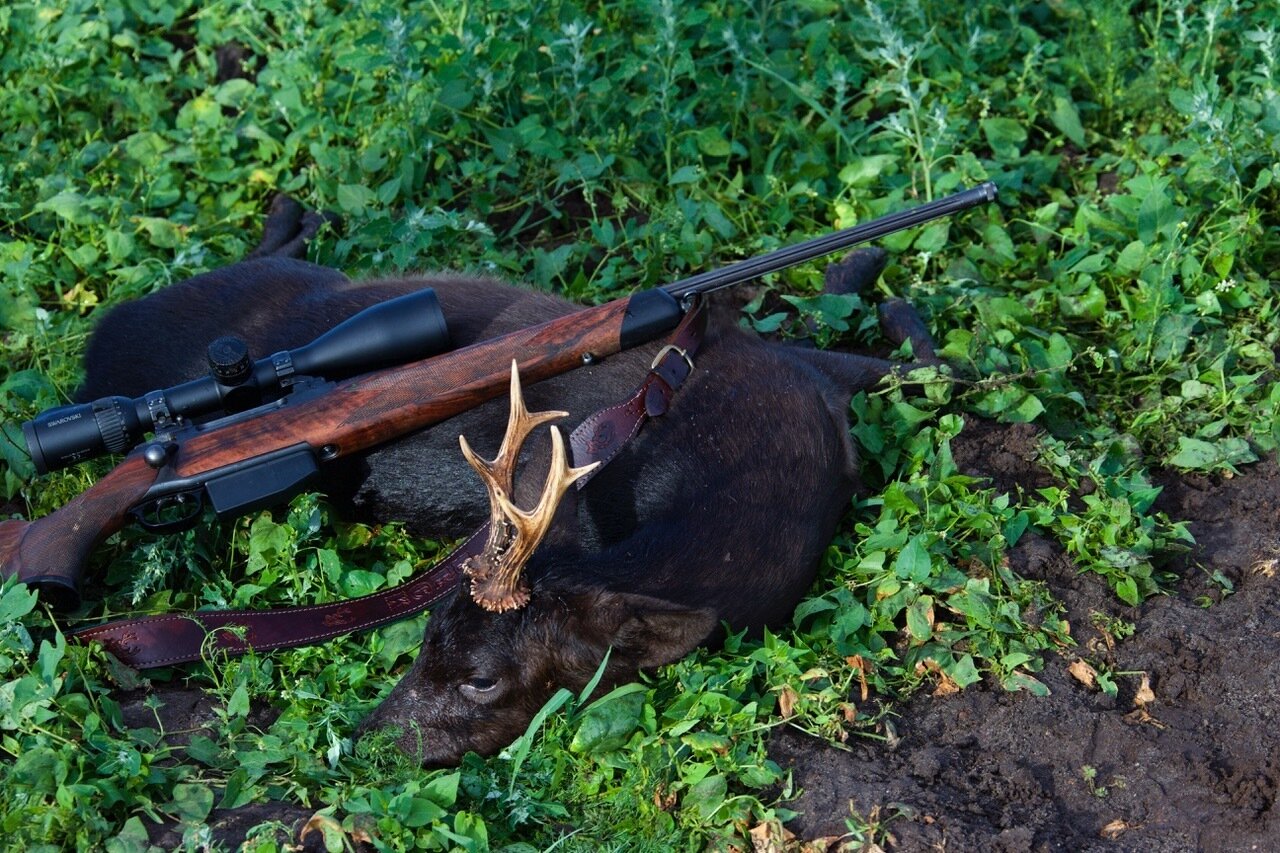 Schwarzer Rehbock (Moorbock) - Deutschland
