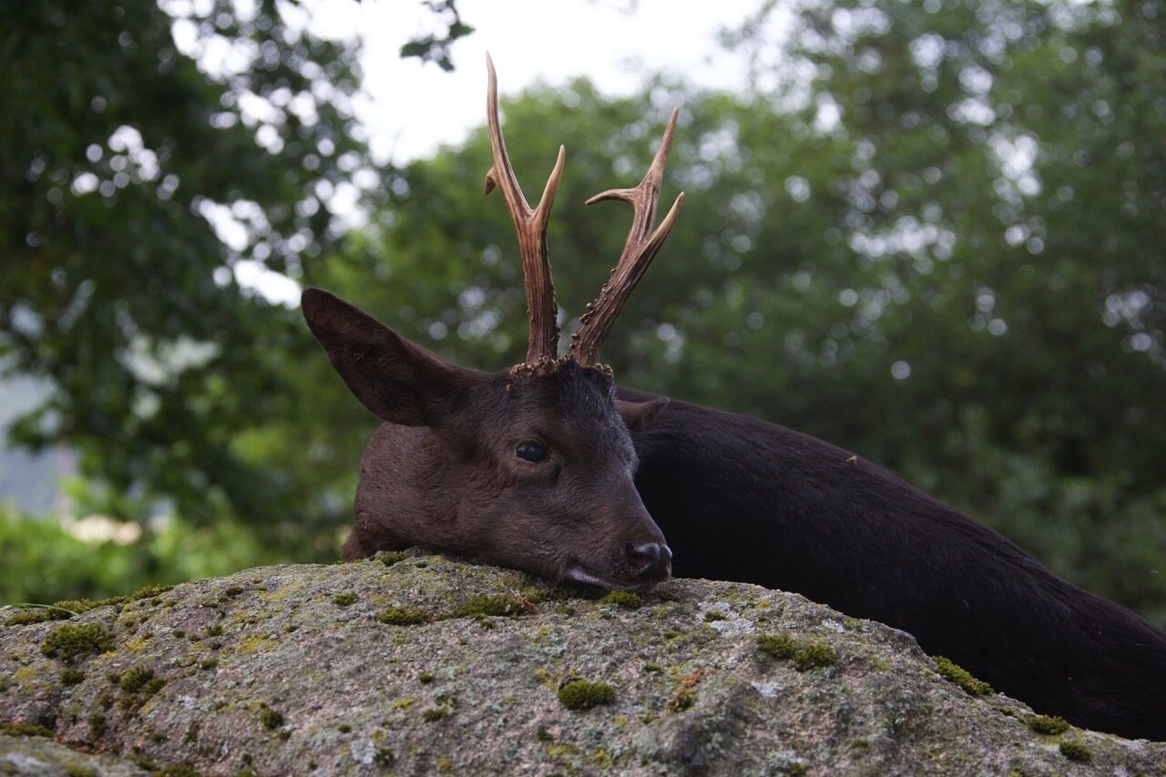 Schwarzer Rehbock (Moorbock) - Deutschland - Bild 2