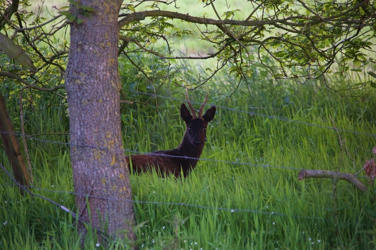 Schwarzer Rehbock (Moorbock) - Deutschland - Bild 3