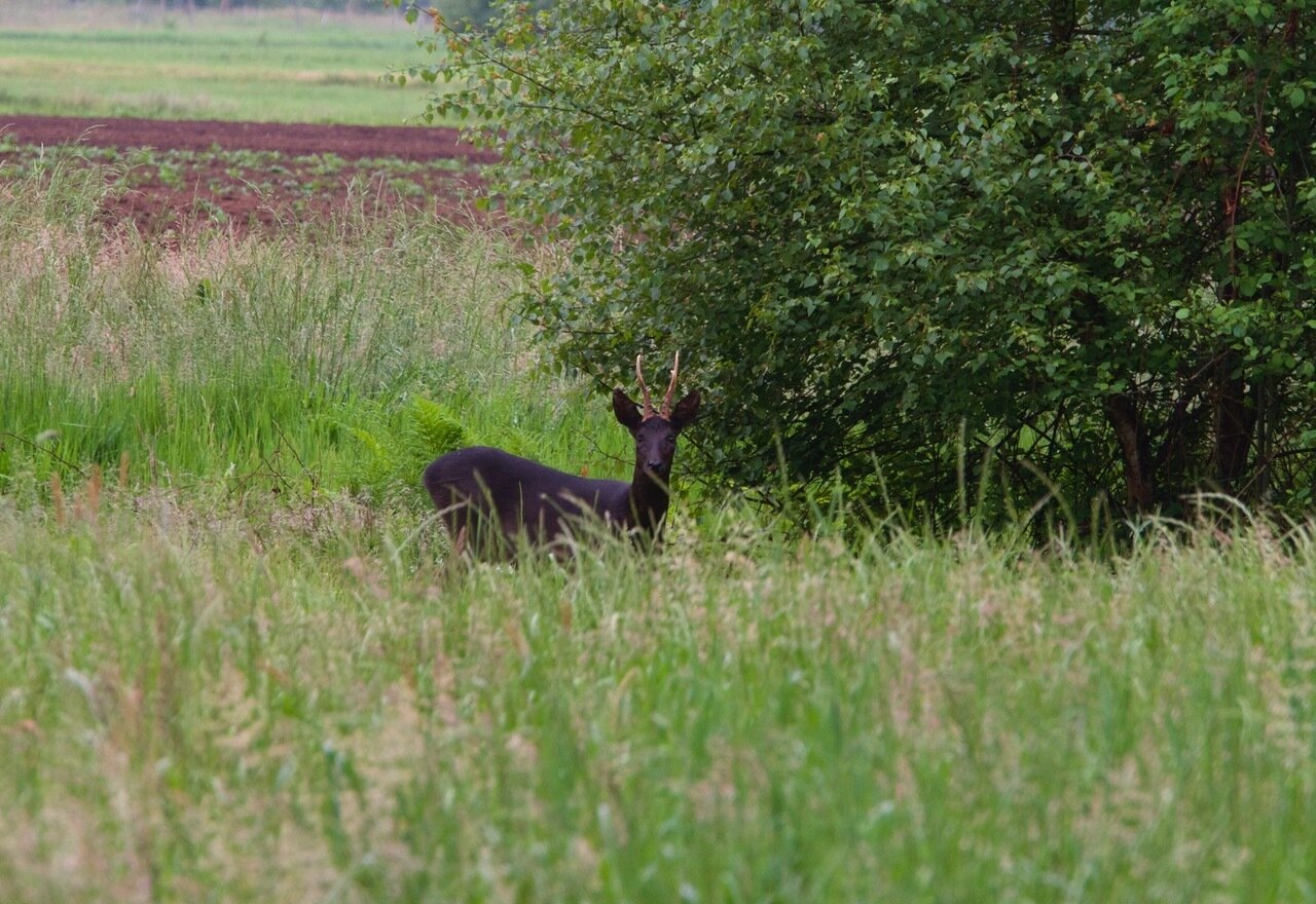 Schwarzer Rehbock (Moorbock) - Deutschland - Bild 4