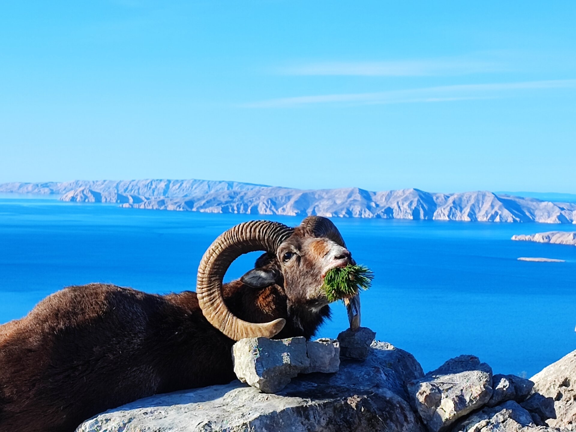 Der jagdliche Insel "Grand Slam" auf Dugi Otok - Kroatien
