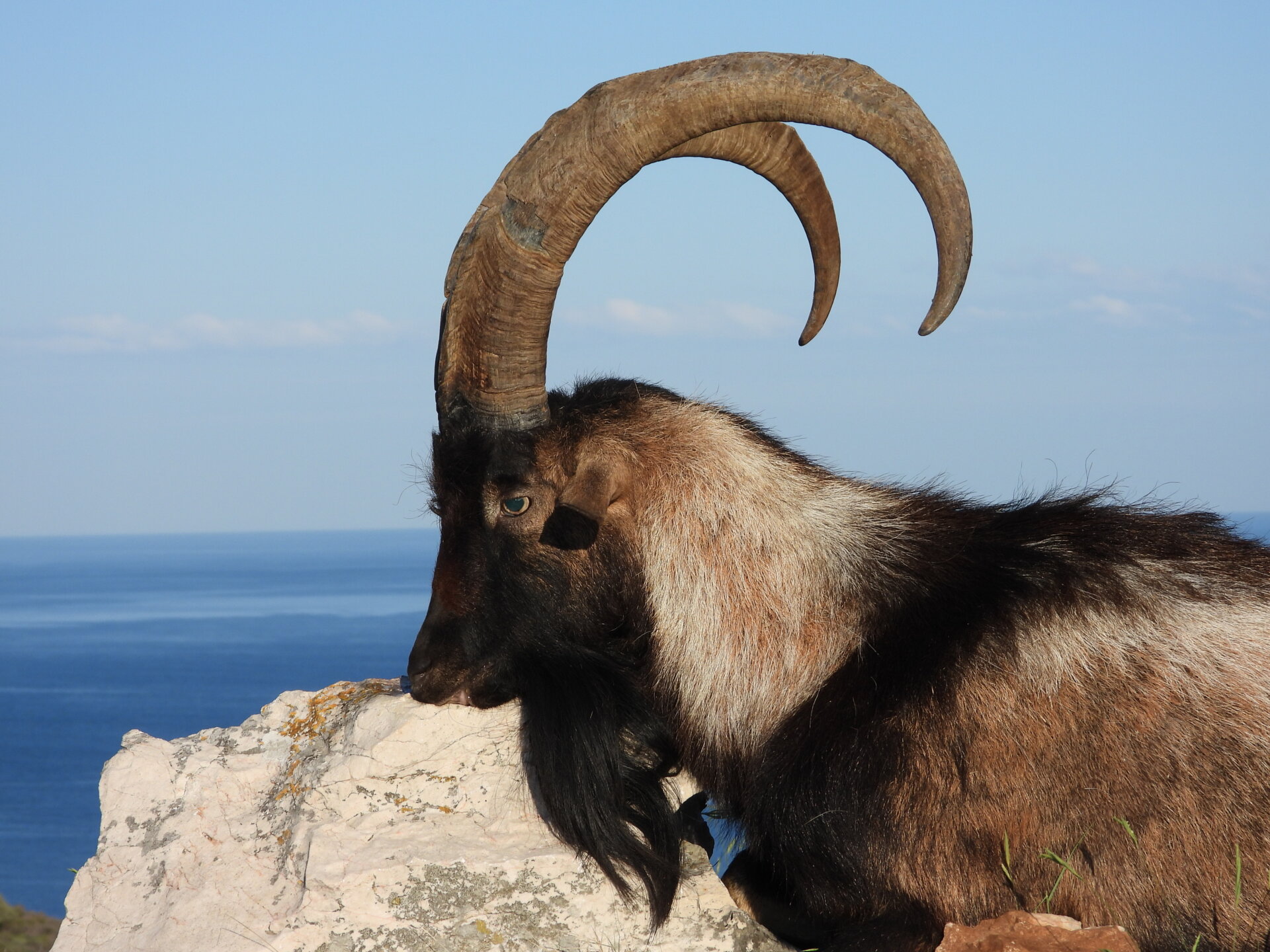 Der jagdliche Insel "Grand Slam" auf Dugi Otok - Kroatien - Bild 2