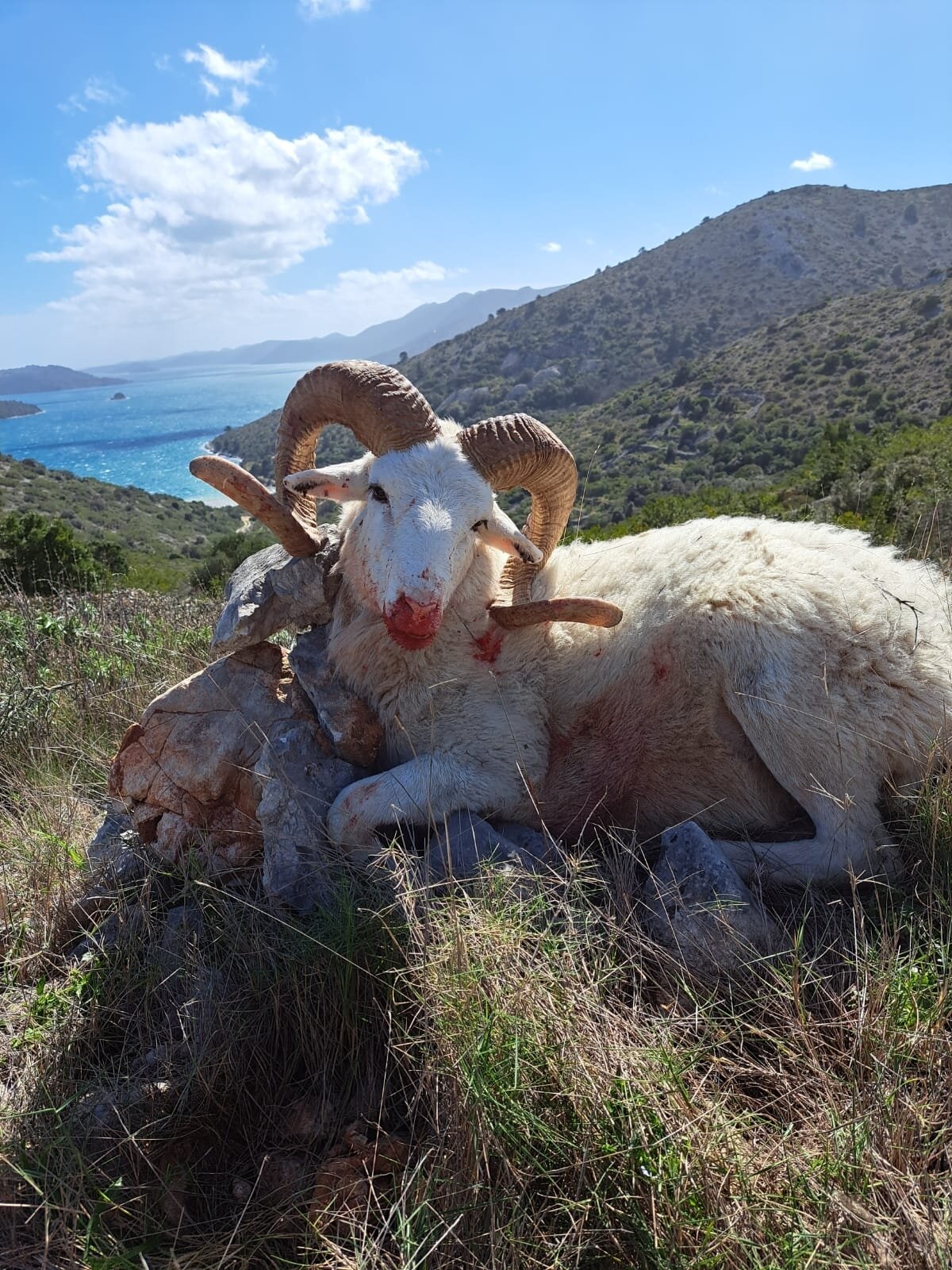 Der jagdliche Insel "Grand Slam" auf Dugi Otok - Kroatien - Bild 3