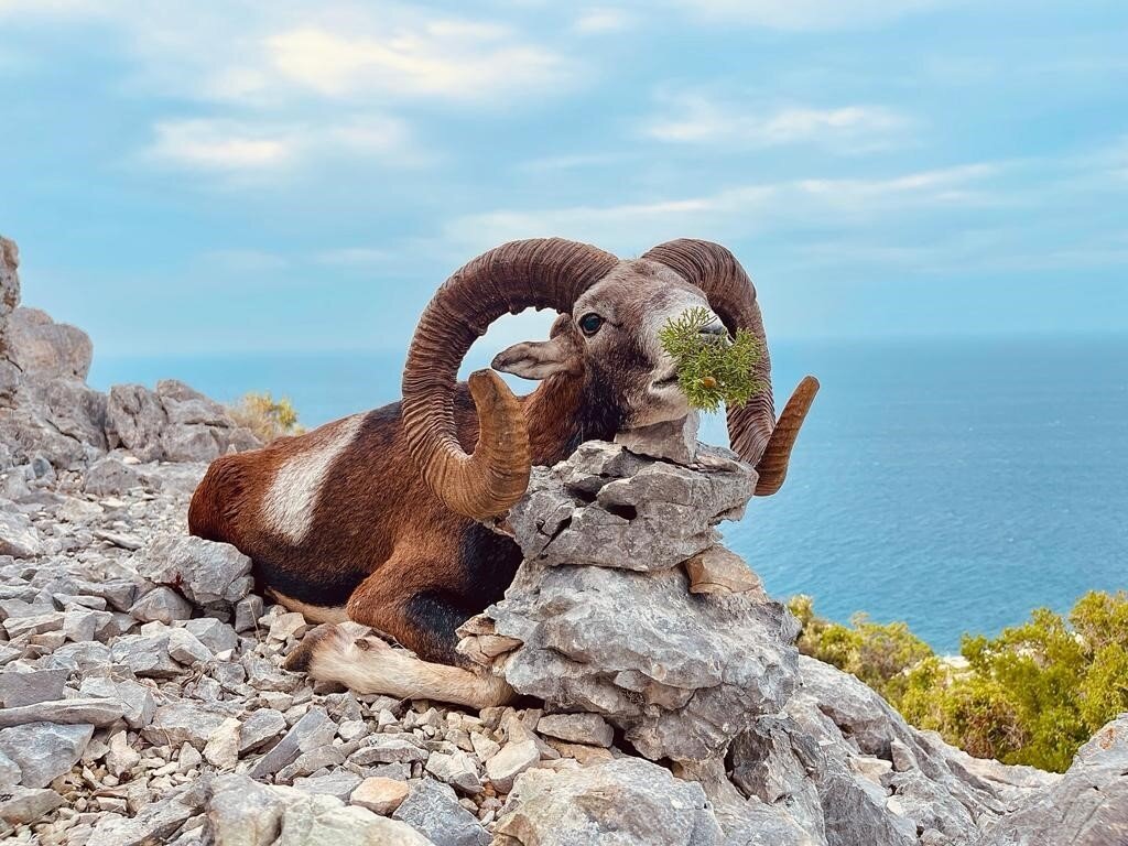 Dublette an der Adria auf Muffelwidder und Axishirsch - Kroatien