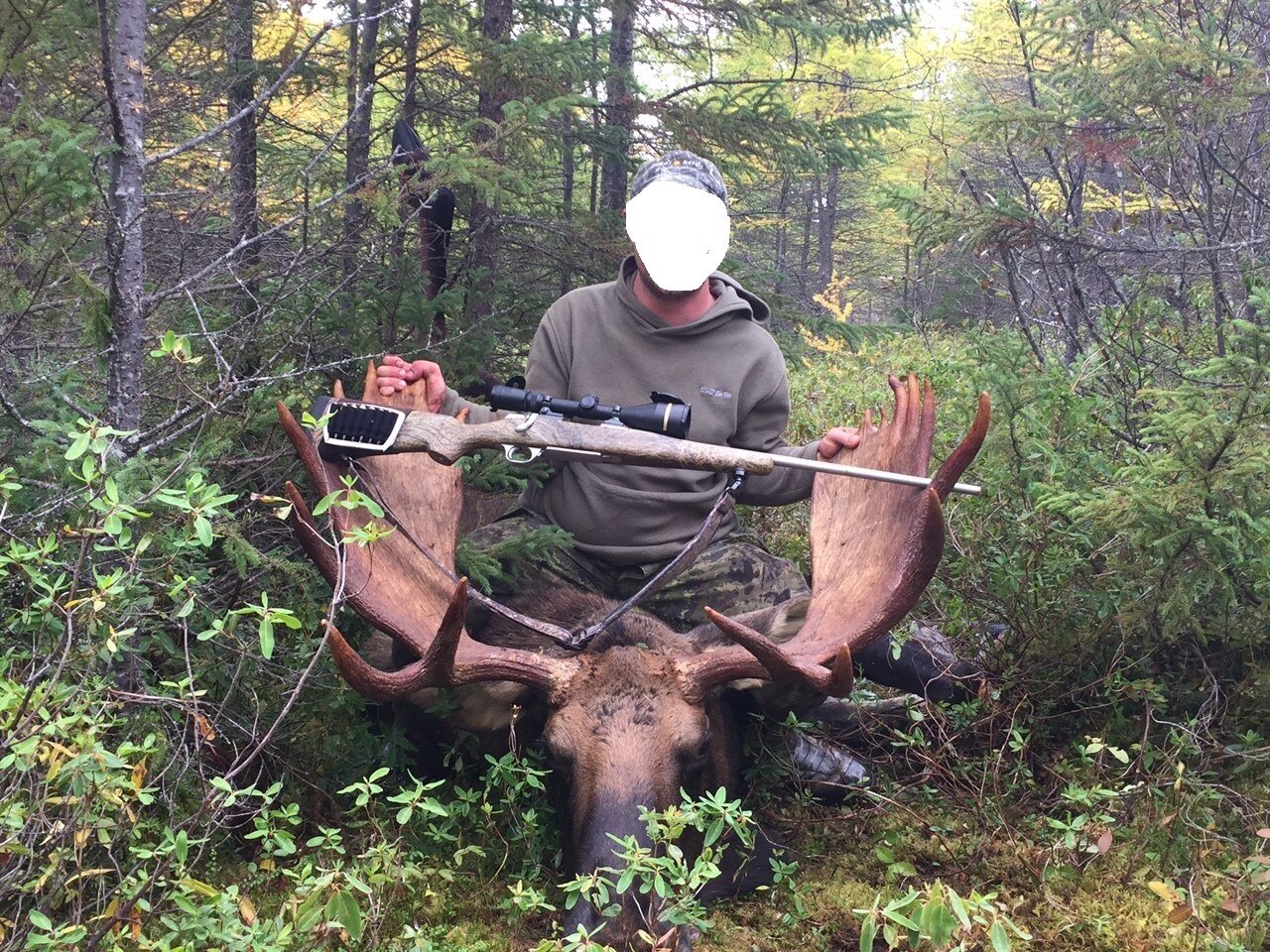 Elch-Schwarzbär-Jagd-Kombo - Newfoundland/Kanada - Bild 2