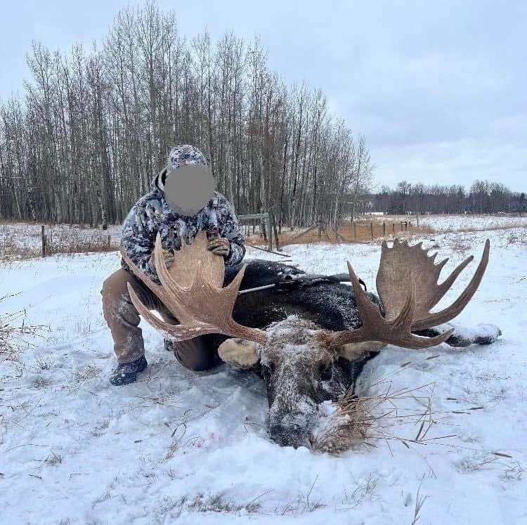 Elchjagd Alberta Farmland