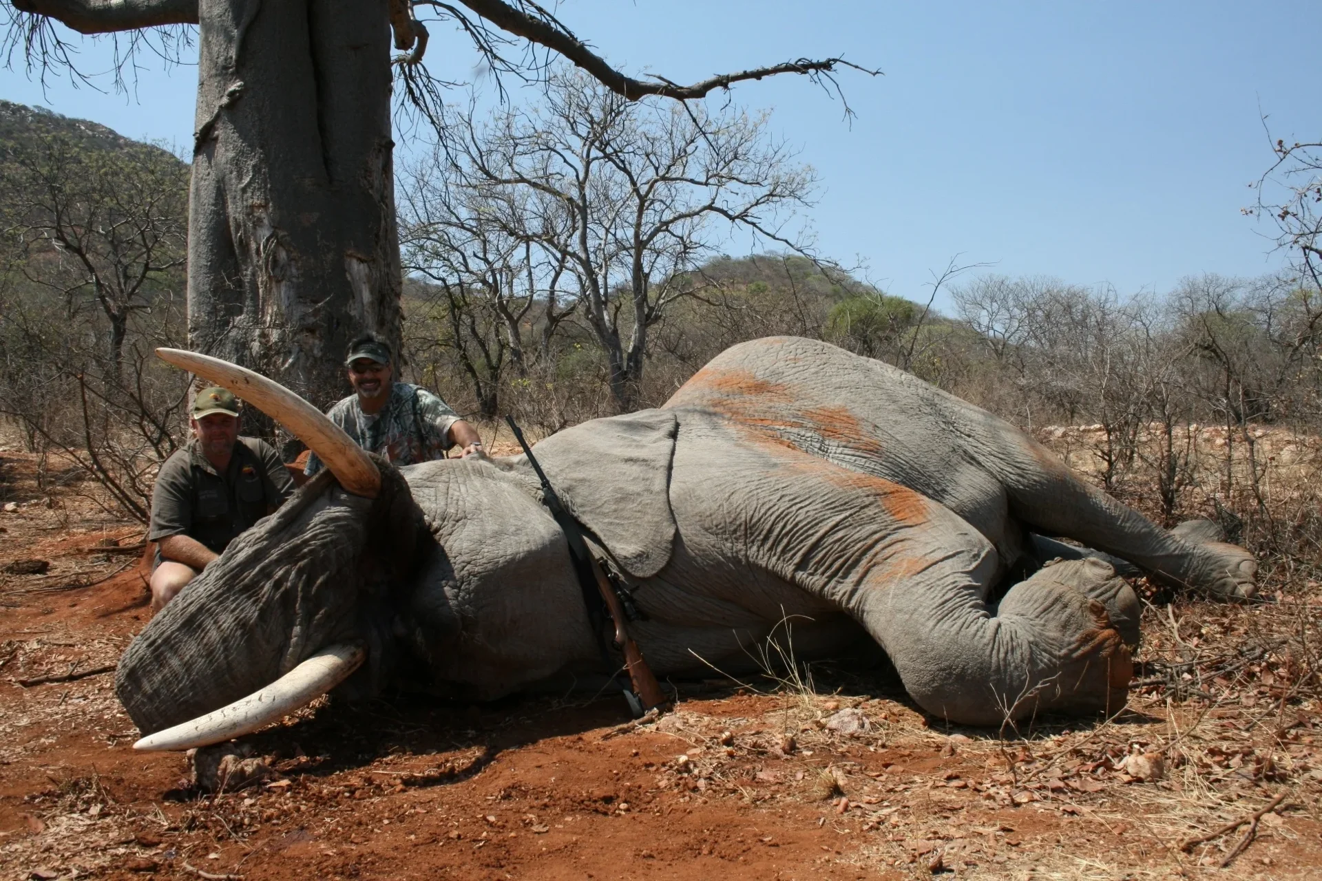 Elefant (exportierbar, CITES) - Limpopo Valley - Südafrika - Bild 1