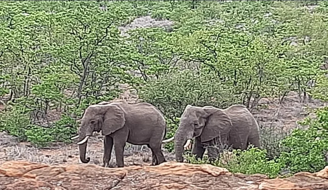 Elefant (exportierbar, CITES) - Limpopo Valley - Südafrika - Bild 2