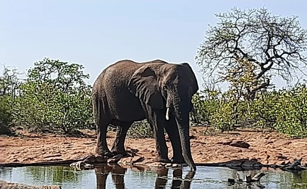 Elefant <25 (nicht exportierbar) - Limpopo Valley - Südafrika - Bild 1