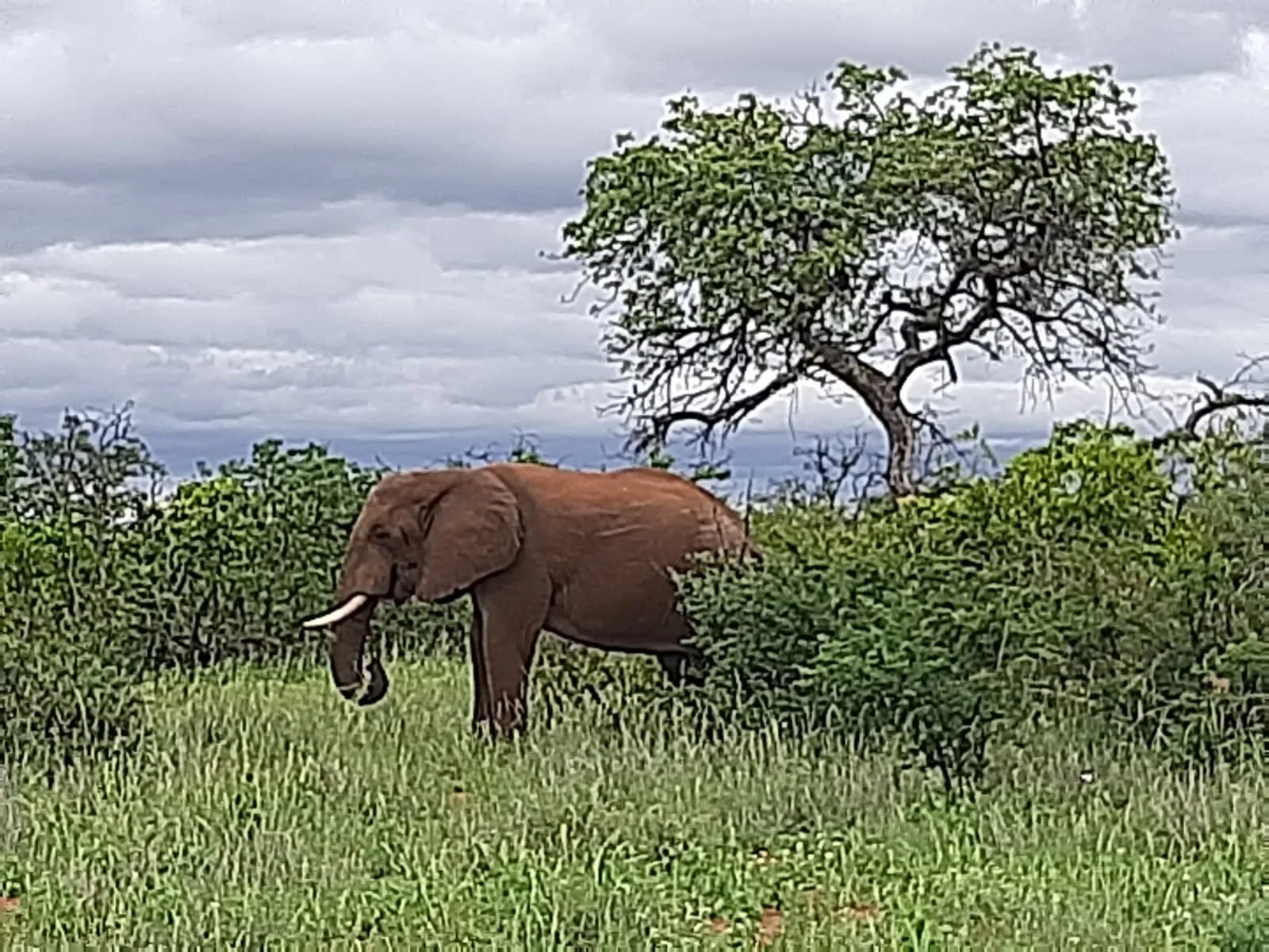 Elefant <25 (nicht exportierbar) - Limpopo Valley - Südafrika - Bild 2