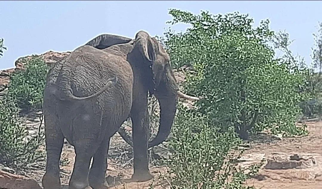 Elefant <30 (nicht exportierbar) - Limpopo Valley - Südafrika - Bild 1