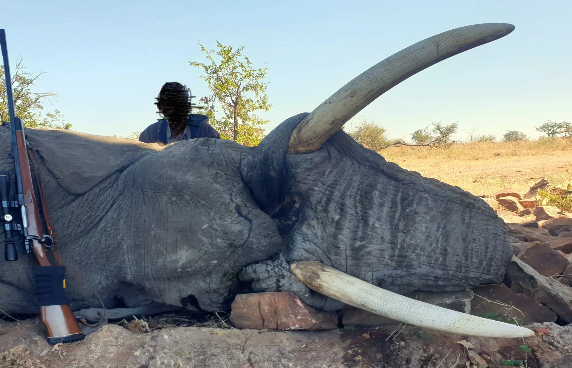 Elefant <30 (nicht exportierbar) - Limpopo Valley - Südafrika - Bild 2