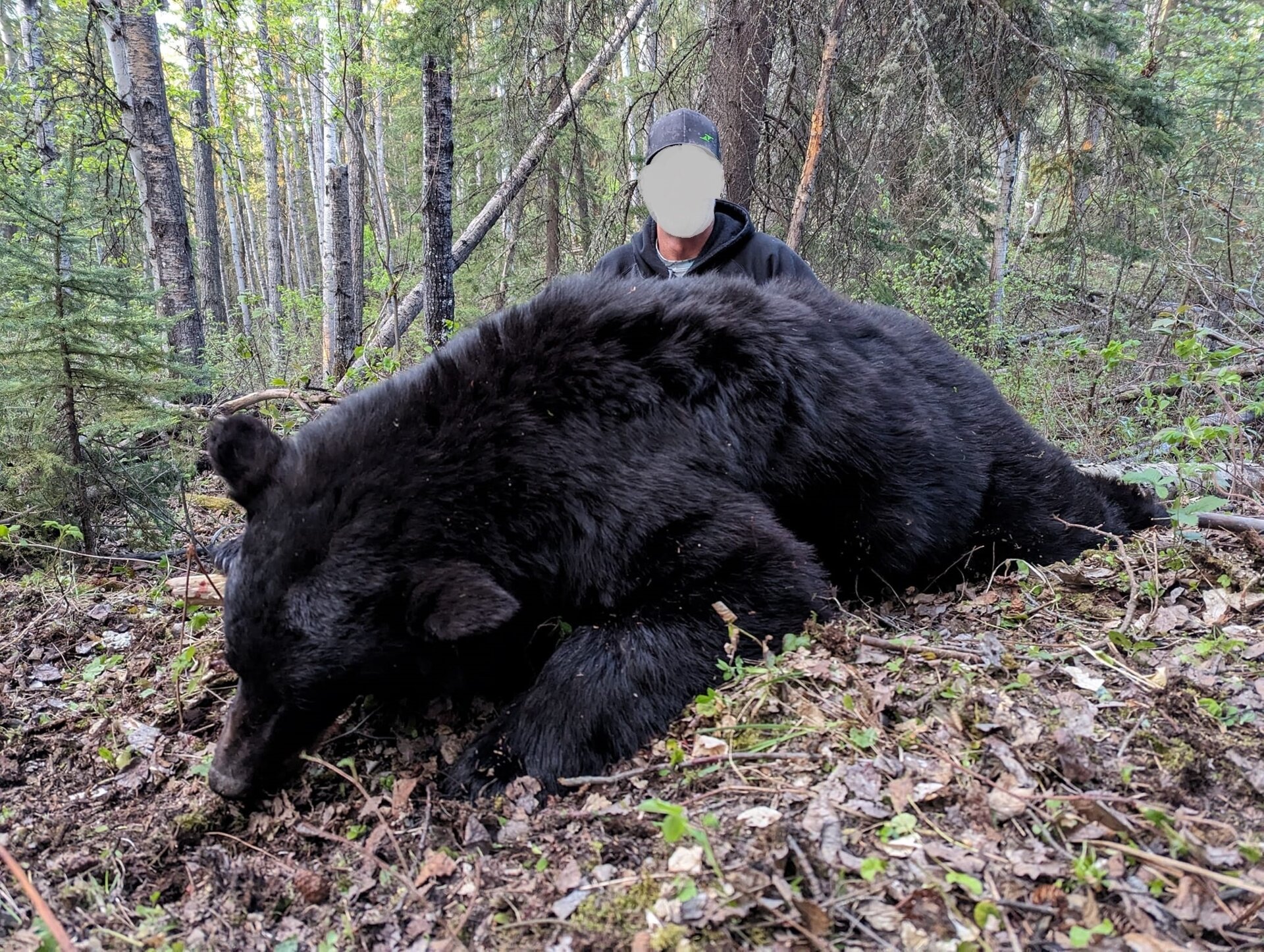 Schwarzbär-Jagd in Alberta