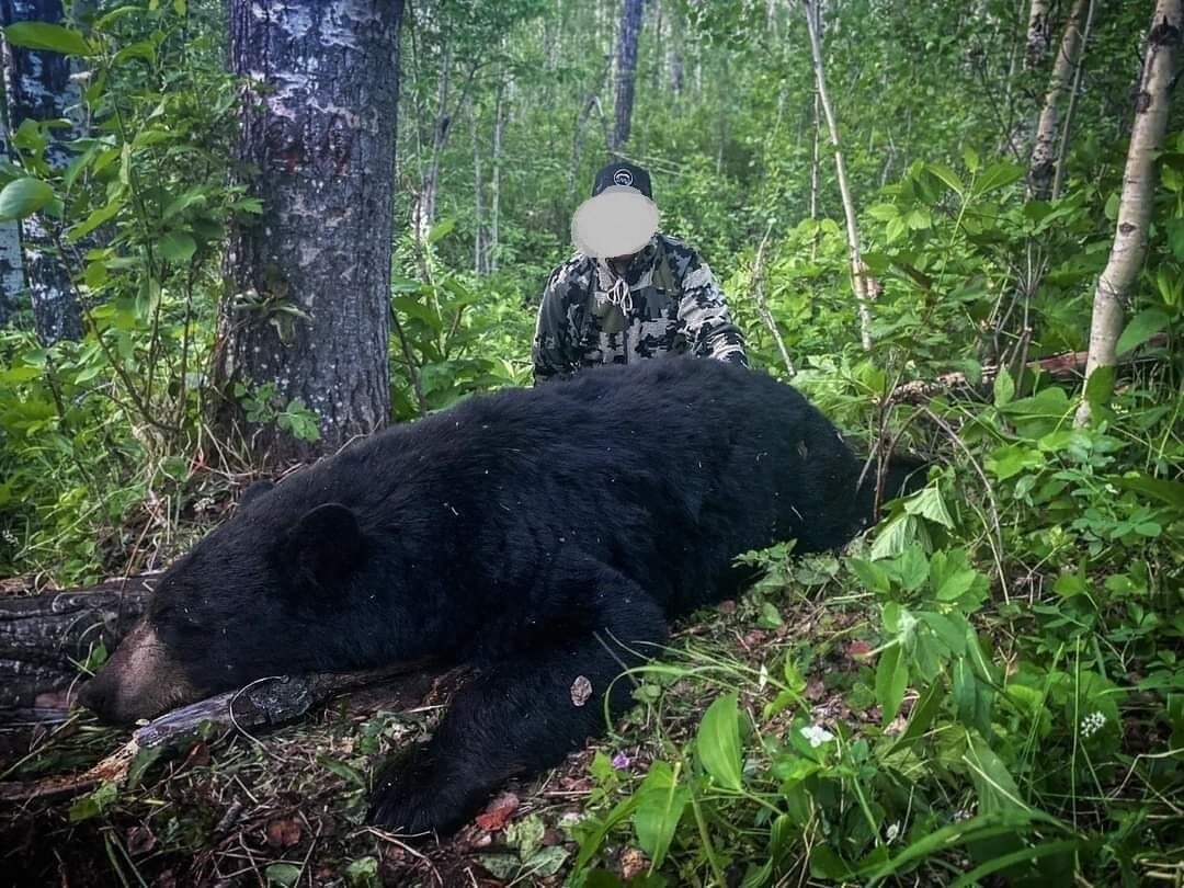 Frühjahrsjagd auf Schwarzbär - Alberta - Kanada - Bild 4